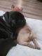 French Bulldog Puppies for sale in Fresno, CA, USA. price: $3,500