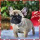 French Bulldog Puppies for sale in 88 Highland St, Cranston, RI 02920, USA. price: $2,200