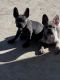 French Bulldog Puppies for sale in Arlington, TX, USA. price: $2,000