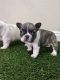 French Bulldog Puppies for sale in Tracy, CA, USA. price: $5,500