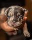 French Bulldog Puppies for sale in Astoria, Queens, NY, USA. price: NA
