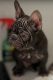 French Bulldog Puppies for sale in E ATLANTC BCH, NY 11561, USA. price: NA