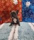 French Bulldog Puppies for sale in Shipshewana, IN 46565, USA. price: $3,500