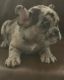 French Bulldog Puppies for sale in Kendall, FL, USA. price: $2,000