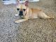 French Bulldog Puppies for sale in Centennial, CO, USA. price: $2,500
