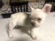 French Bulldog Puppies for sale in Galt, CA 95632, USA. price: $2,000