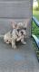 French Bulldog Puppies for sale in Philadelphia, PA, USA. price: $400