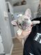 French Bulldog Puppies for sale in Beaumont, CA, USA. price: $2,300