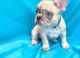 French Bulldog Puppies for sale in Daytona Beach, FL, USA. price: $700