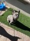 French Bulldog Puppies for sale in Fairfield, CA, USA. price: $3,000