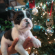 French Bulldog Puppies for sale in Denver, CO 80239, USA. price: $4,300