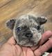 French Bulldog Puppies for sale in Banning, CA, USA. price: NA