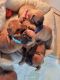 French Bulldog Puppies for sale in 44307 OH-517, Columbiana, OH 44408, USA. price: $400