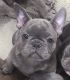 French Bulldog Puppies for sale in Crosby, TX 77532, USA. price: $2,000