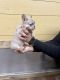 French Bulldog Puppies for sale in Loganville, GA 30052, USA. price: NA