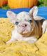 French Bulldog Puppies for sale in Maryland City, MD, USA. price: $400