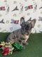 French Bulldog Puppies for sale in Porterville, CA 93257, USA. price: NA