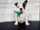 French Bulldog Puppies for sale in Fayetteville, NC, USA. price: $750