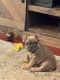 French Bulldog Puppies for sale in Plattsburgh, NY, USA. price: NA