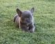 French Bulldog Puppies for sale in Littlerock, CA 93543, USA. price: NA