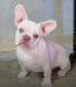 French Bulldog Puppies for sale in Dickinson, TX 77539, USA. price: $3,000