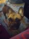 French Bulldog Puppies for sale in Pottstown, PA 19464, USA. price: NA