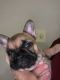 French Bulldog Puppies for sale in Richmond, VA 23294, USA. price: NA