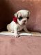 French Bulldog Puppies for sale in Danbury, CT 06810, USA. price: $4,500