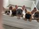 French Bulldog Puppies for sale in Richmond, TX, USA. price: $2,000