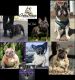 French Bulldog Puppies for sale in 1936 S Forest Lawn Dr, Terrytown, LA 70056, USA. price: NA