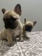 French Bulldog Puppies for sale in Coon Rapids, MN, USA. price: NA