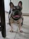 French Bulldog Puppies for sale in Spring Hill, FL 34613, USA. price: $2,500