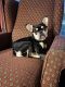 French Bulldog Puppies for sale in Mesa, AZ, USA. price: $2,000
