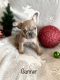 French Bulldog Puppies for sale in Layton, UT, USA. price: $2,800