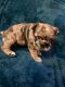 French Bulldog Puppies for sale in Arlington, VA, USA. price: $3,000