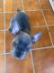 French Bulldog Puppies for sale in Danbury, CT, USA. price: $3,500