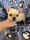 French Bulldog Puppies for sale in Atoka, OK 74525, USA. price: $1,400
