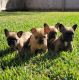 French Bulldog Puppies for sale in Tomball, TX, USA. price: $2,500