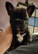 French Bulldog Puppies for sale in Huntingtown, MD 20639, USA. price: $3,500