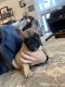 French Bulldog Puppies for sale in Anton, CO, USA. price: $3,250