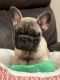 French Bulldog Puppies for sale in Anton, CO, USA. price: $3,500