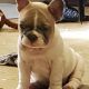French Bulldog Puppies for sale in Midlothian, VA 23112, USA. price: $4,500