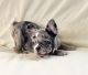 French Bulldog Puppies for sale in Staten Island, NY, USA. price: $3,000