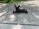 French Bulldog Puppies for sale in Swormville, NY 14051, USA. price: NA
