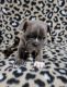 French Bulldog Puppies for sale in Hugo, CO, USA. price: $1,600