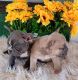French Bulldog Puppies for sale in Hemet, CA, USA. price: $1,500