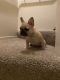 French Bulldog Puppies for sale in San Francisco, CA, USA. price: $2,000