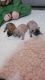 French Bulldog Puppies for sale in Lake Charles, LA, USA. price: $1,000