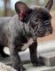 French Bulldog Puppies for sale in Elizabeth, CO 80107, USA. price: NA
