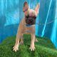 French Bulldog Puppies for sale in Bakersfield, CA 93301, USA. price: $3,000